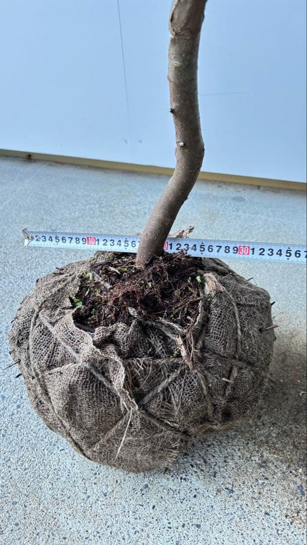 希少な単幹樹形 山採り ハイノキ 株立 638 樹高1.6 m位 高級樹