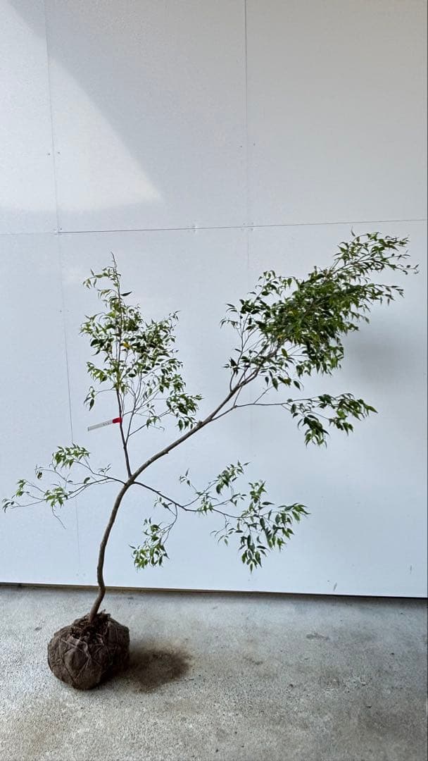 希少な単幹樹形 山採り ハイノキ 株立 638 樹高1.6 m位 高級樹