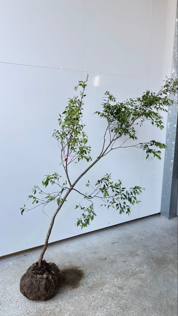 希少な単幹樹形 山採り ハイノキ 株立 638 樹高1.6 m位 高級樹