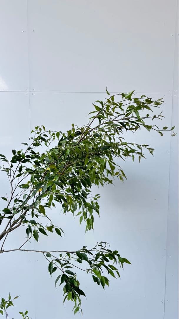 希少な単幹樹形 山採り ハイノキ 株立 638 樹高1.6 m位 高級樹