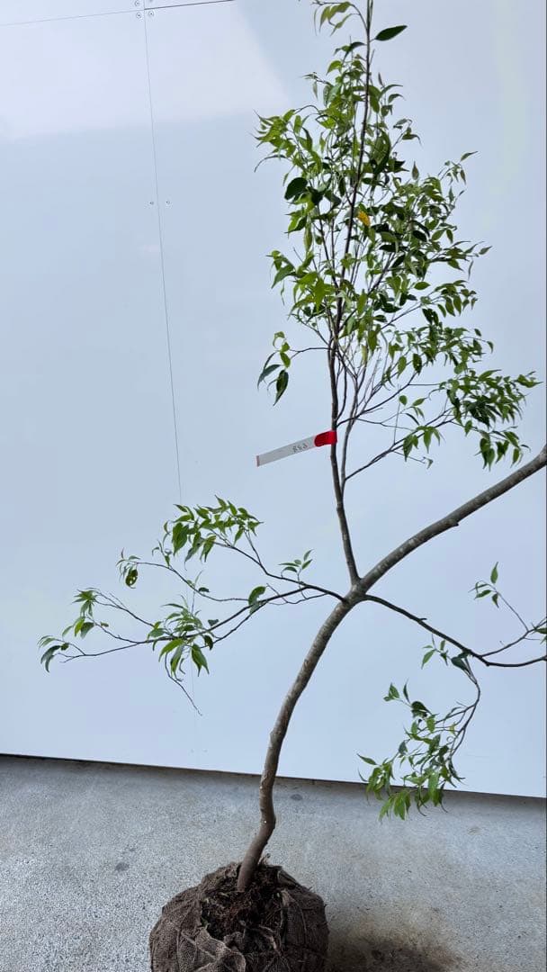 希少な単幹樹形 山採り ハイノキ 株立 638 樹高1.6 m位 高級樹