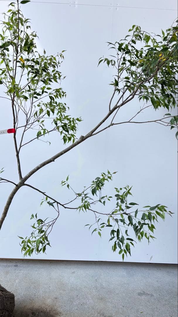 希少な単幹樹形 山採り ハイノキ 株立 638 樹高1.6 m位 高級樹