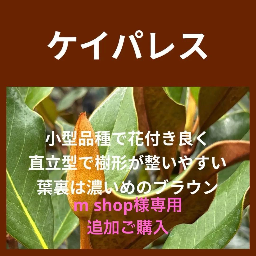 25. ケイパレス マグノリア 泰山木 タイサンボク 苗 苗木 小型品種