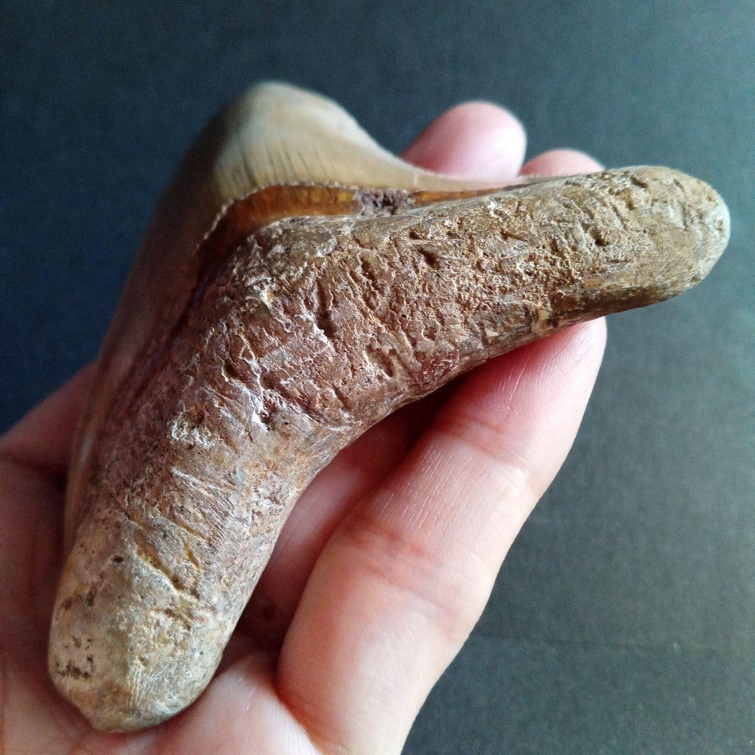 サメの歯化石　インドネシア　 メガロドン