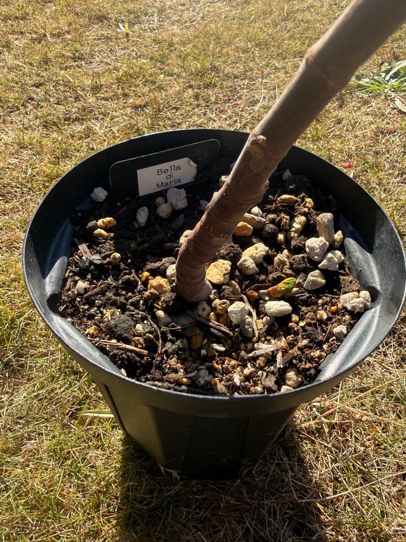 Bella di Maria 剪定後発送 イチジク いちじく 穂木 苗