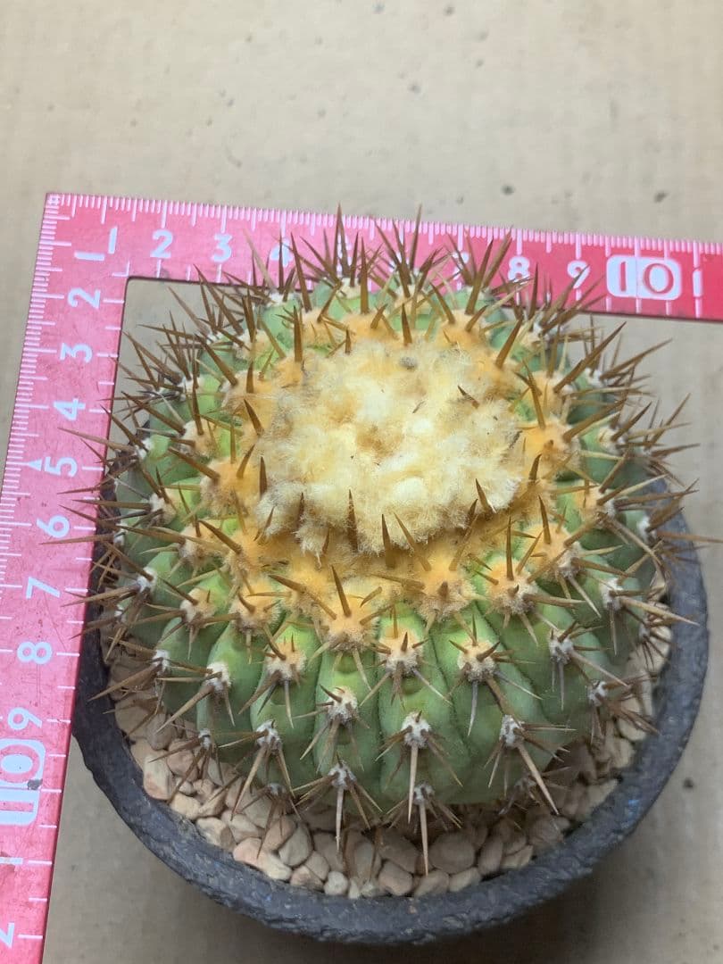 ワ*郎様 D122 コピアポア　コルムナアルバ　孤竜丸 棘も綺麗