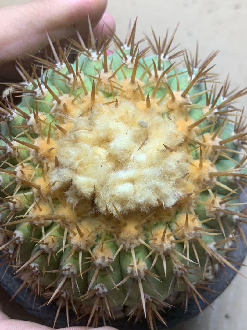 ワ*郎様 D122 コピアポア　コルムナアルバ　孤竜丸 棘も綺麗