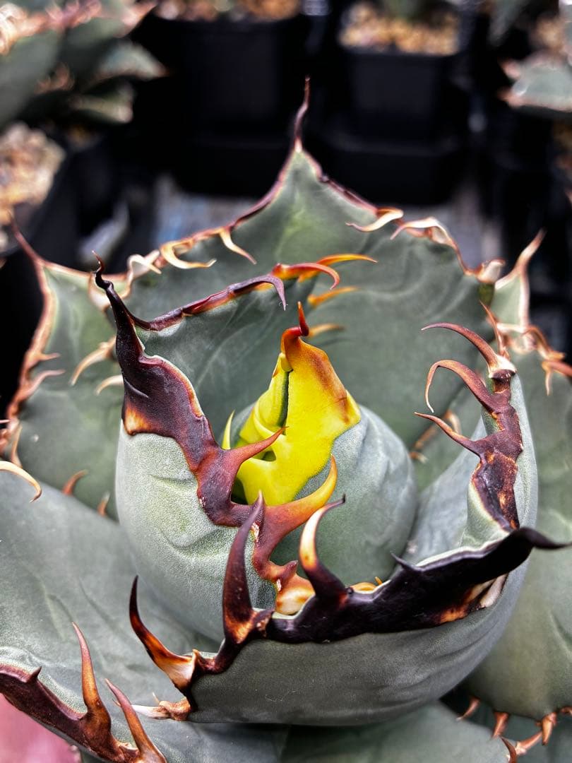 AGAVE OTEROI 実生株（青葉系）