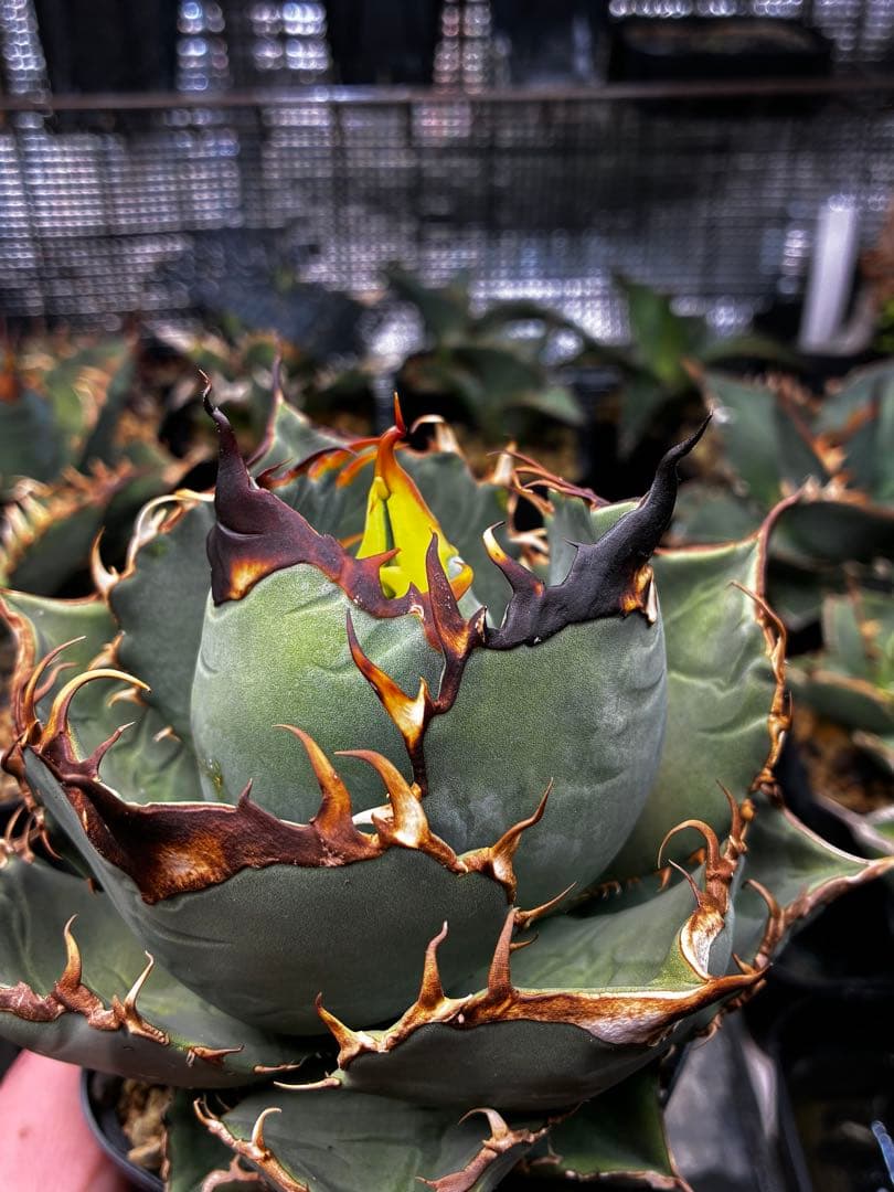 AGAVE OTEROI 実生株（青葉系）