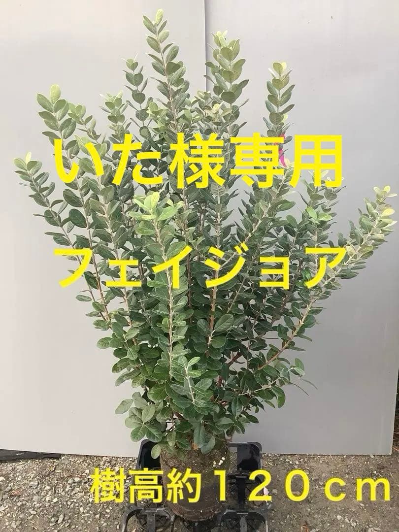 7-37果樹【いた　フェイジョア】樹高約120cm【送料込み】