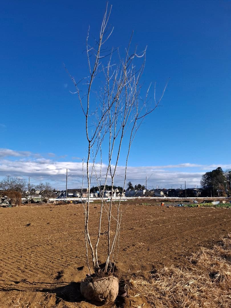 アオダモ 株立ち 山彩り ――美肌 綺麗な幹肌 ――