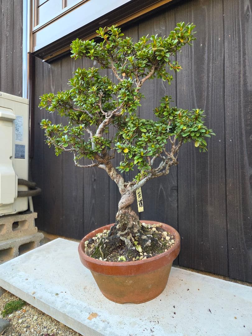 【みかりんさま専用】皐月盆栽「玉蓮」