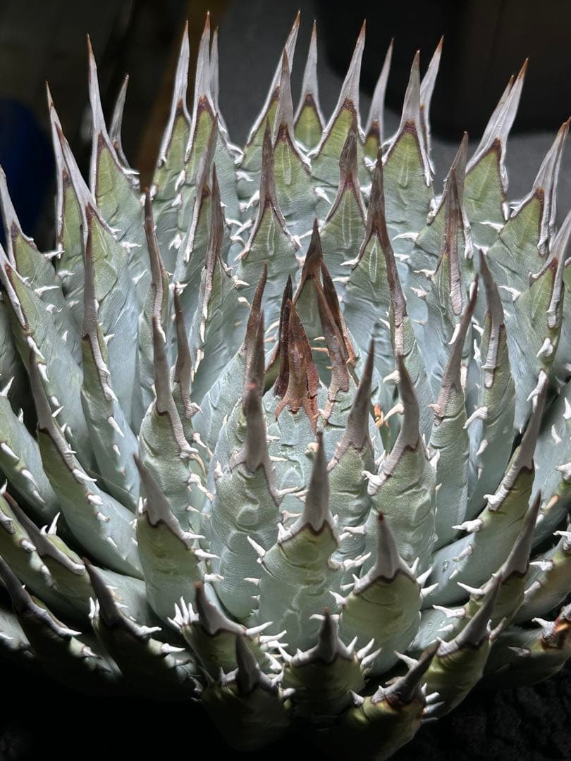 アガベutahensis eborispina 青葉 大株 太鋸歯 美株