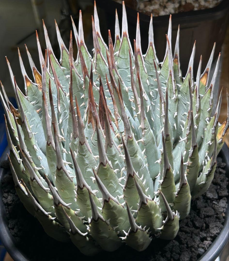 アガベutahensis eborispina 青葉 大株 太鋸歯 美株
