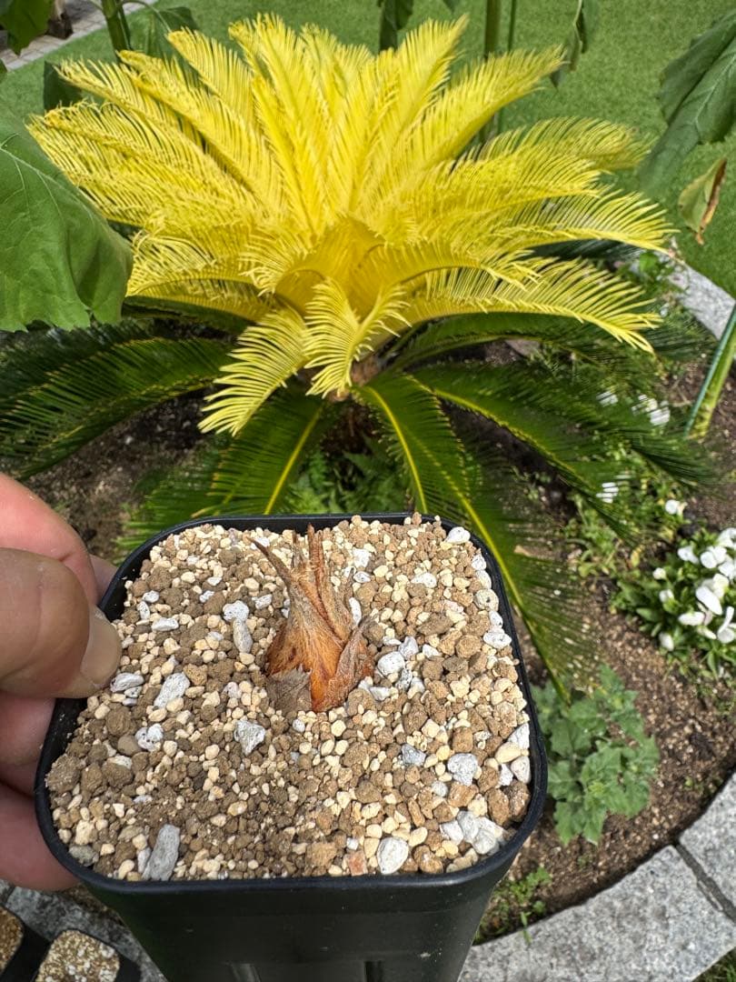 夏黄金ソテツ 親株は出費品ではありません この親から外したカキコが出品物です。