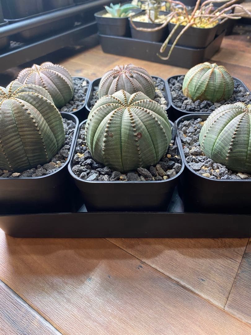 ユーフォルビアオベサ 6株セット