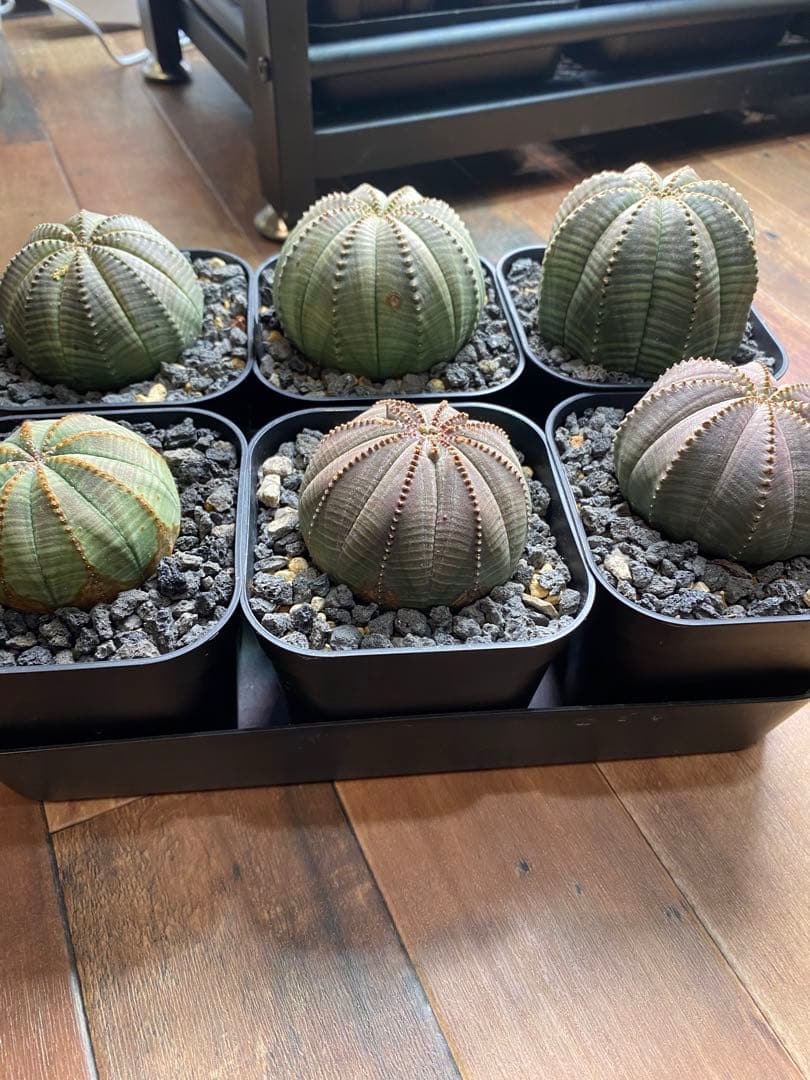 ユーフォルビアオベサ 6株セット