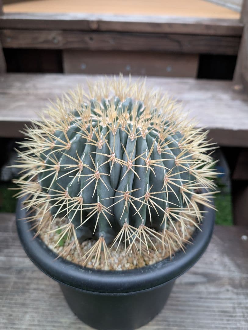 フェロカクタス王冠竜モンスト　激レア　希少 サボテン　綴化