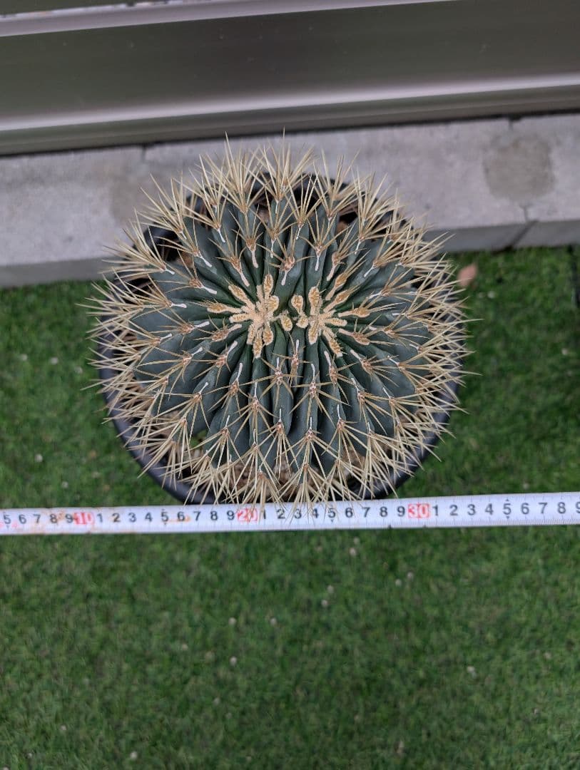 フェロカクタス王冠竜モンスト　激レア　希少 サボテン　綴化