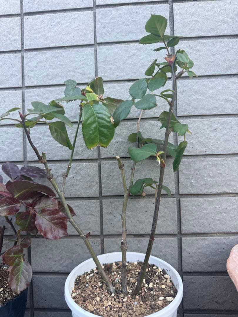 バラニ苗