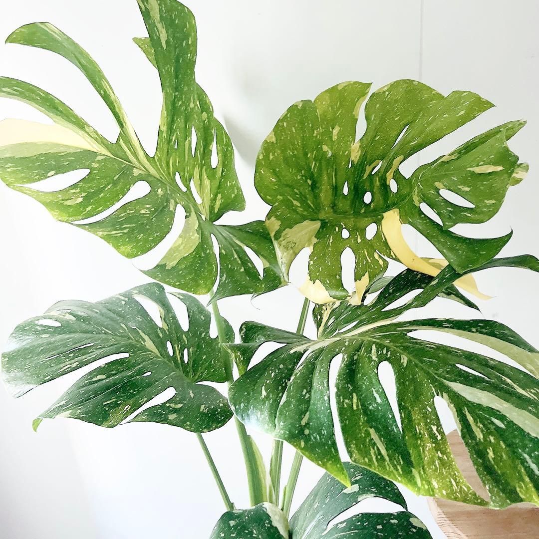 特大苗 斑入り モンステラ タイコンステレーション Lサイズ 観葉植物 calm