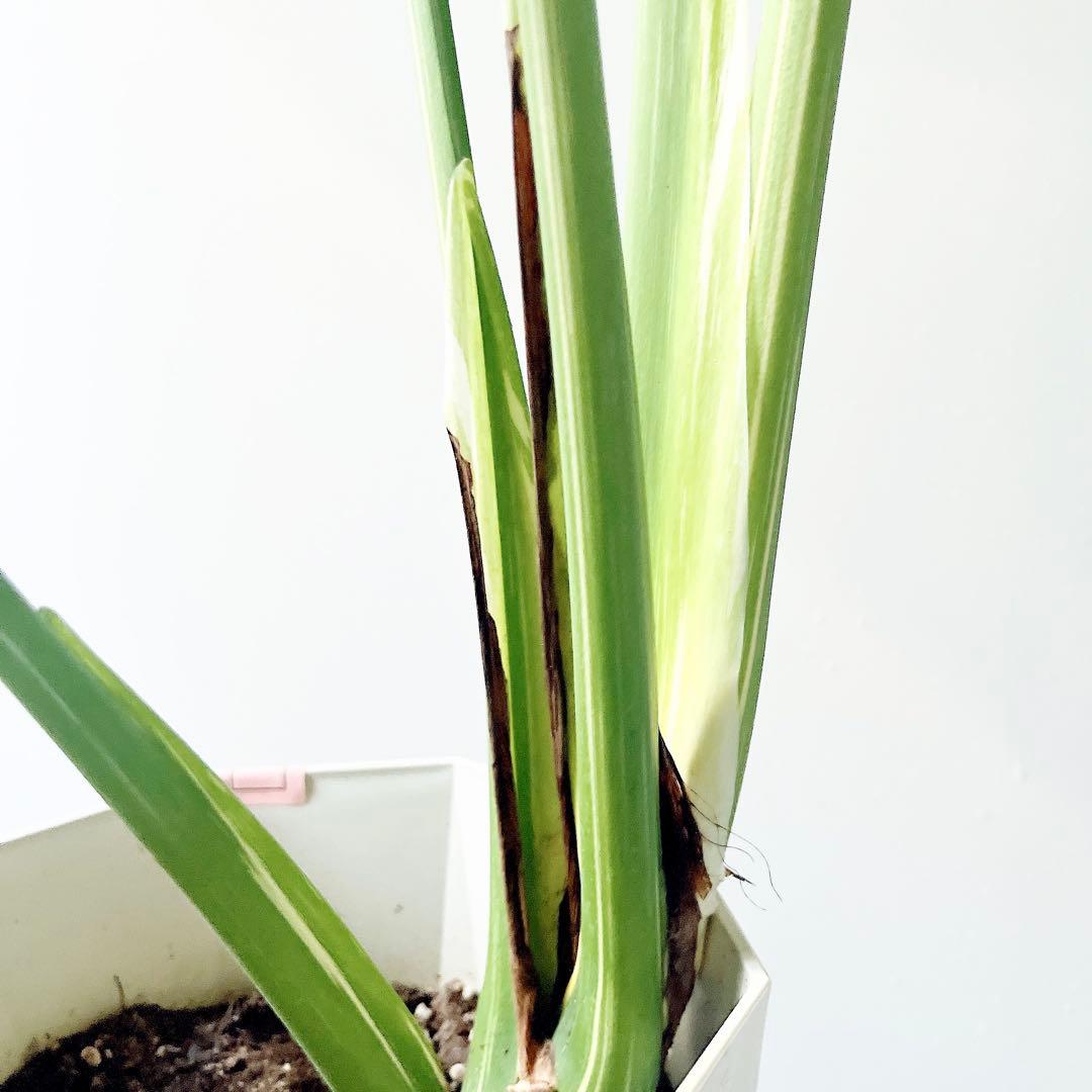 特大苗 斑入り モンステラ タイコンステレーション Lサイズ 観葉植物 calm