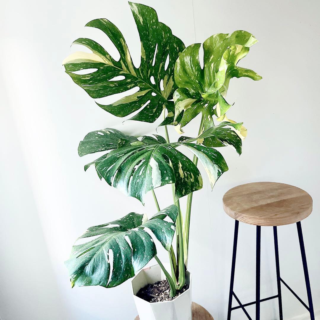 特大苗 斑入り モンステラ タイコンステレーション Lサイズ 観葉植物 calm