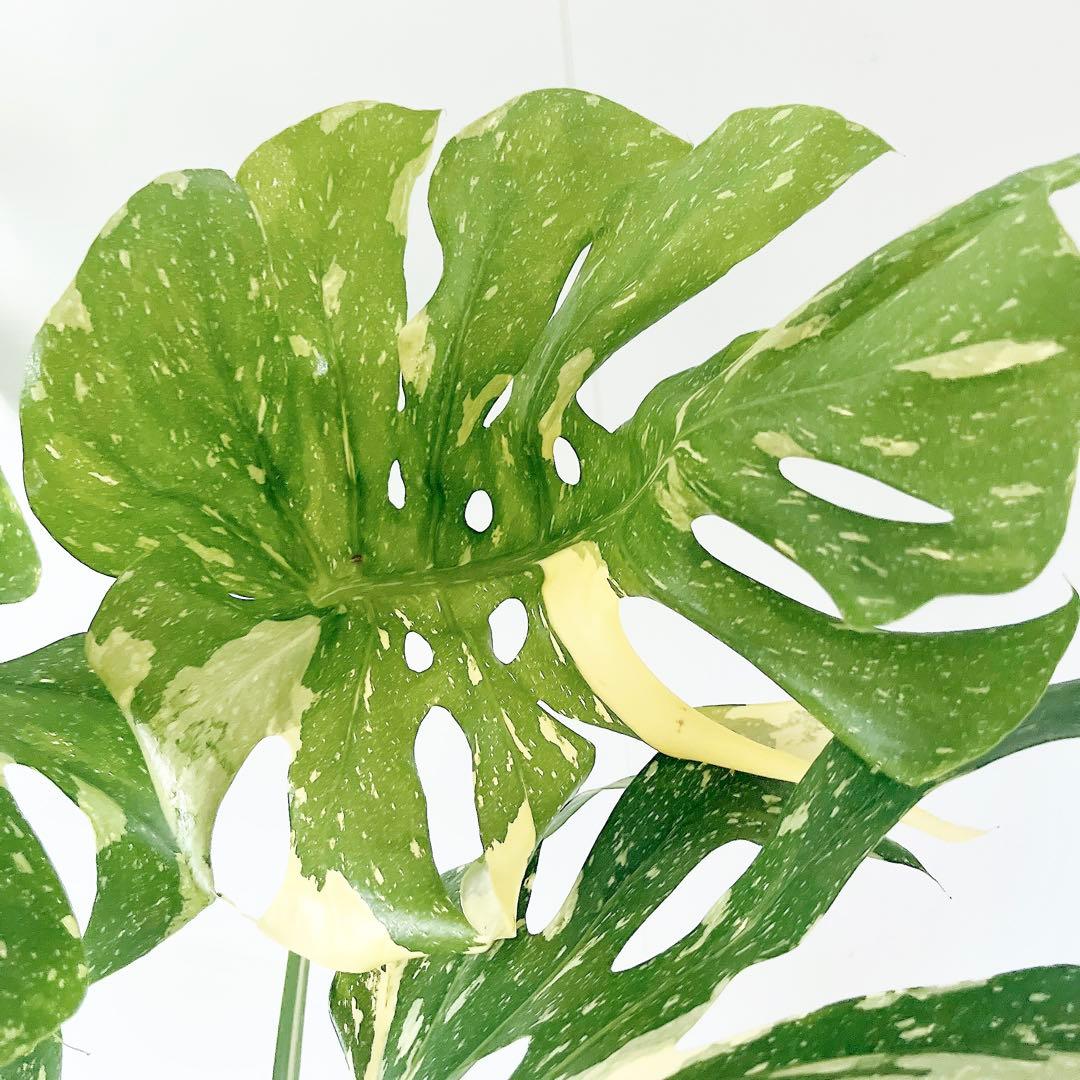 特大苗 斑入り モンステラ タイコンステレーション Lサイズ 観葉植物 calm