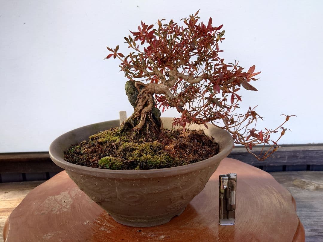 盆栽　皐月(関守の采の八重)　上下24cm