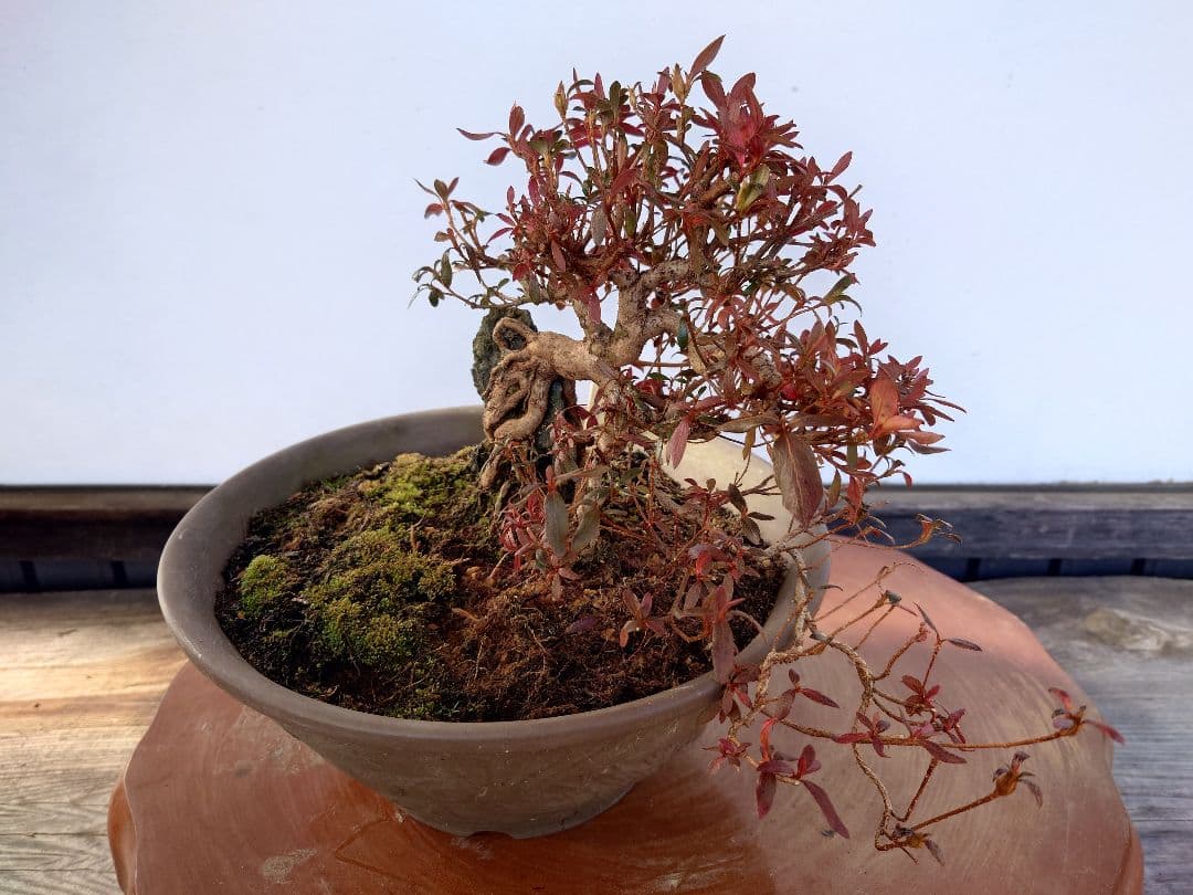 盆栽　皐月(関守の采の八重)　上下24cm