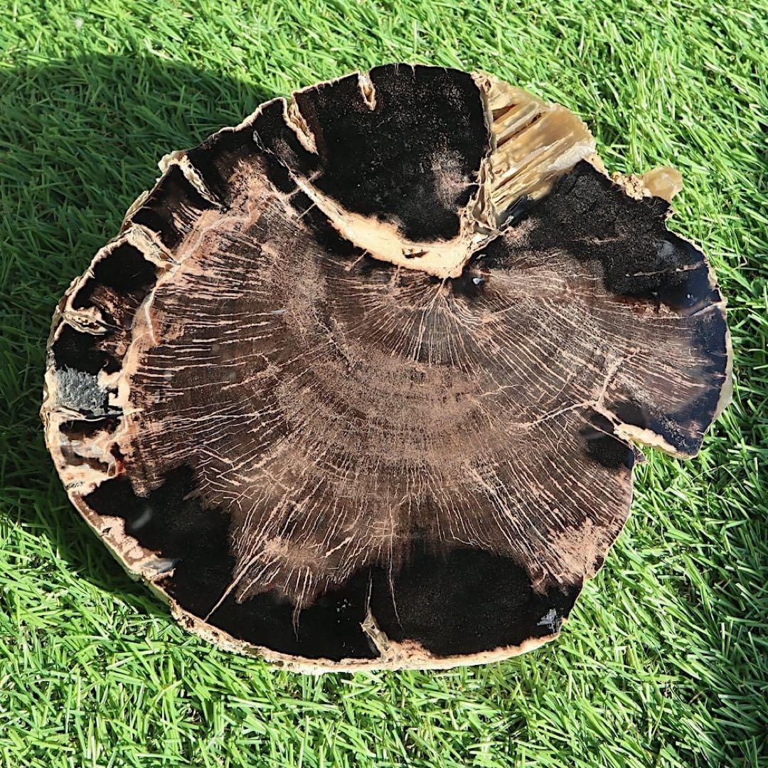 特特特大！珪化木 ペトリファイドウッド 1433g PFW029　 原石 天然石