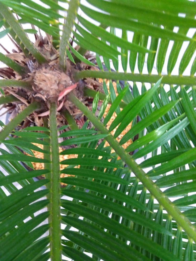 ソテツ　斑入り　12号鉢つき　特大株❗　⑩