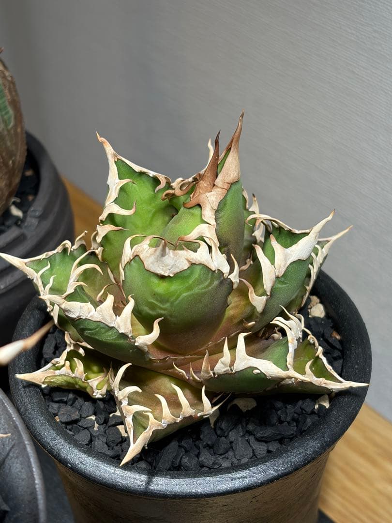 アガベ 赤猫 鉢ごと