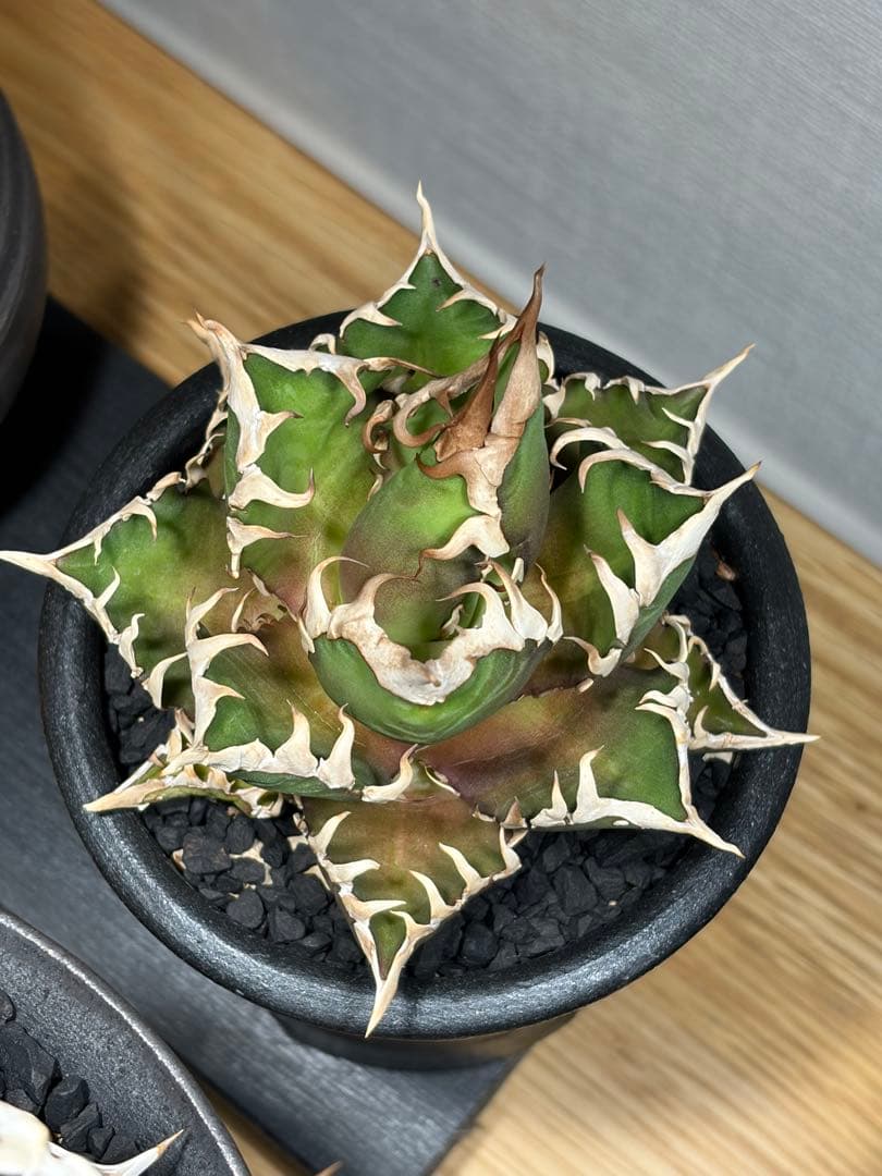 アガベ 赤猫 鉢ごと