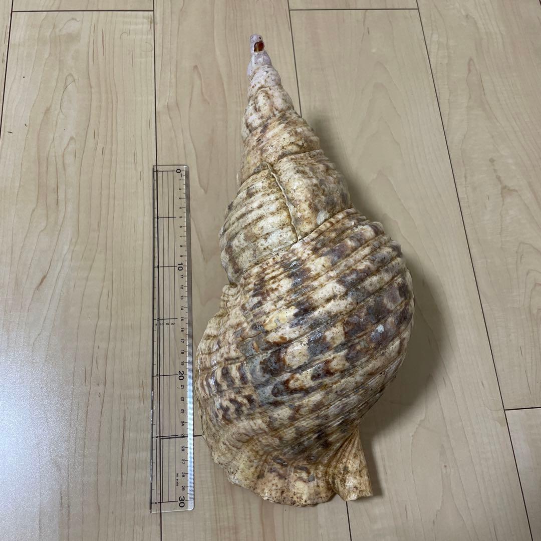 法螺貝　魔除け