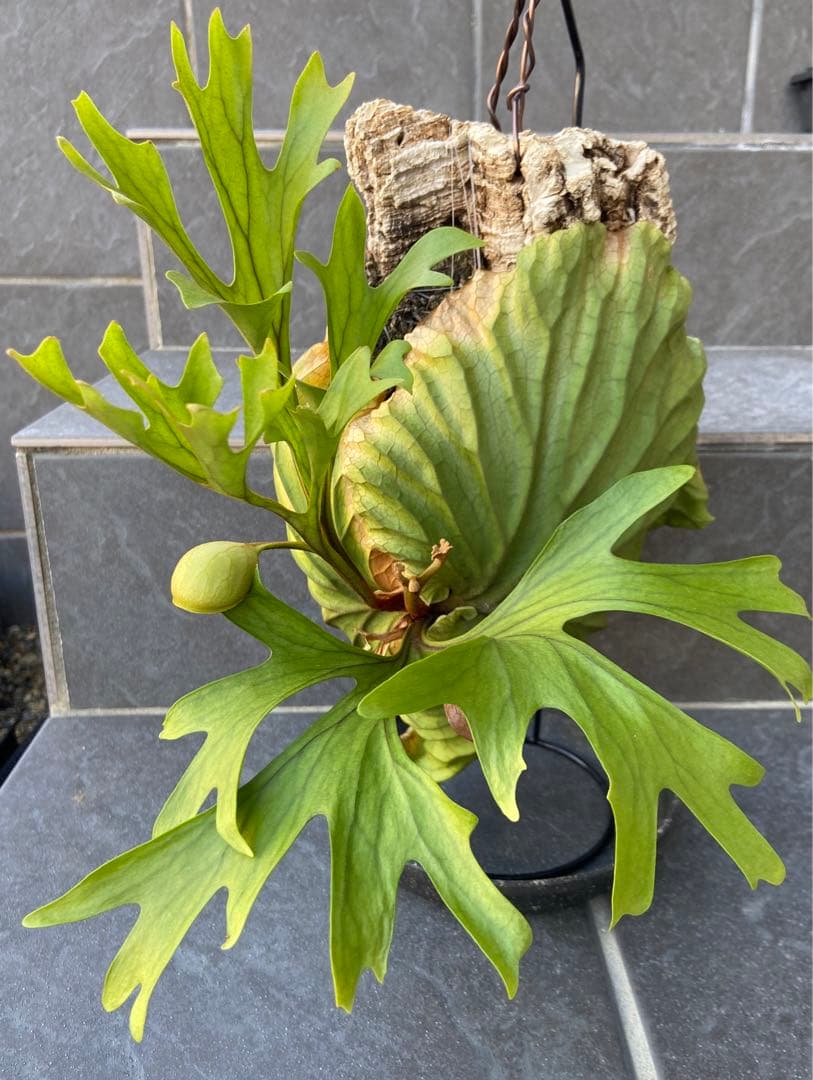 ビカクシダ　リドレイ、コルク付け