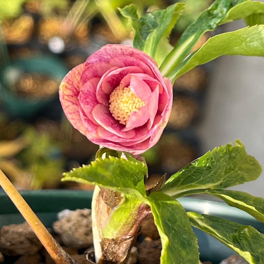 ば*な様 3041⭐️超希少⭐️ 【親株】【ノスタルジア】クリスマスローズ