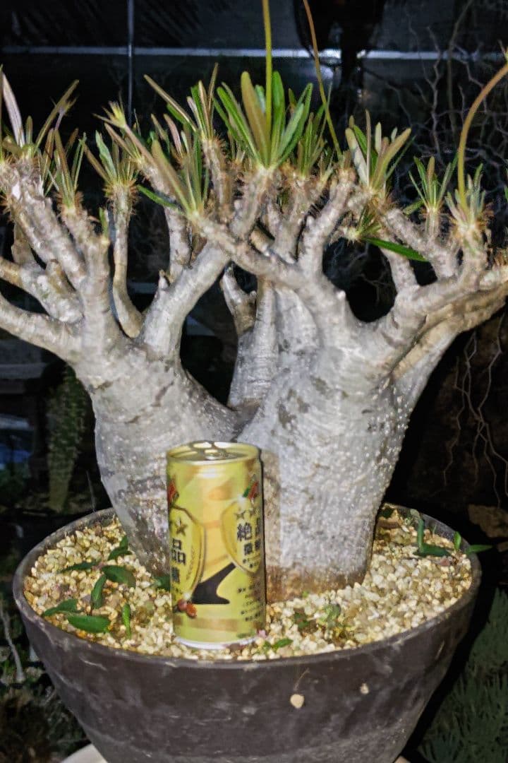 パキポディウム　グラキリス特大株