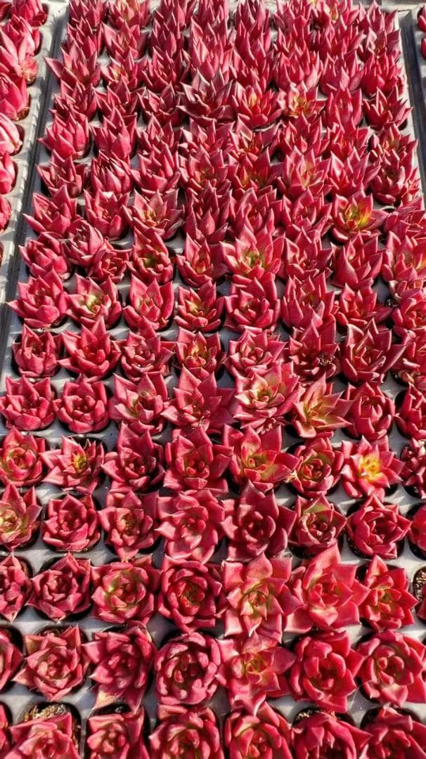 そ*い様 M509　ロビン　105苗　多肉植物 土と根付き エケベリア　韓国苗