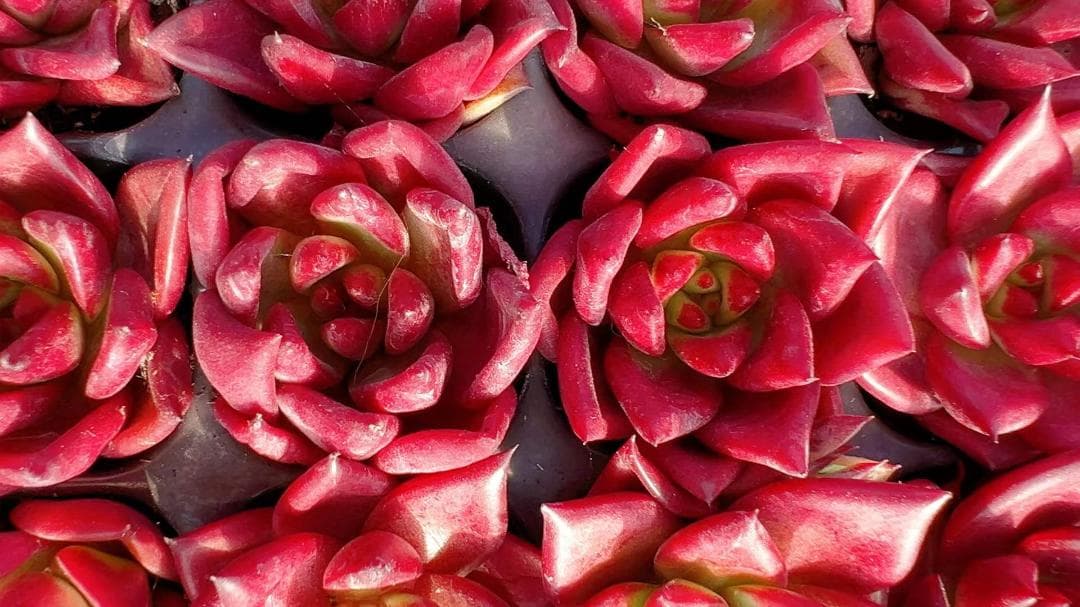 そ*い様 M509　ロビン　105苗　多肉植物 土と根付き エケベリア　韓国苗