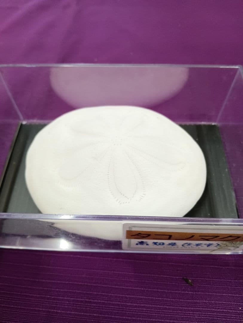 四国太平洋高知県産稀少平家蟹（蜘蛛蟹）サムライ蟹＆タコノマクラリアル標本セット