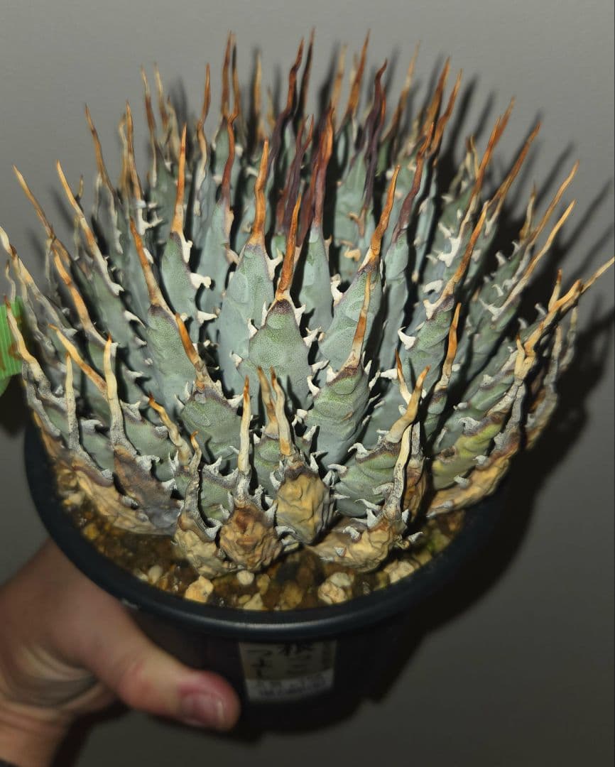 ユタエンシスエボリスピナ　発根済み