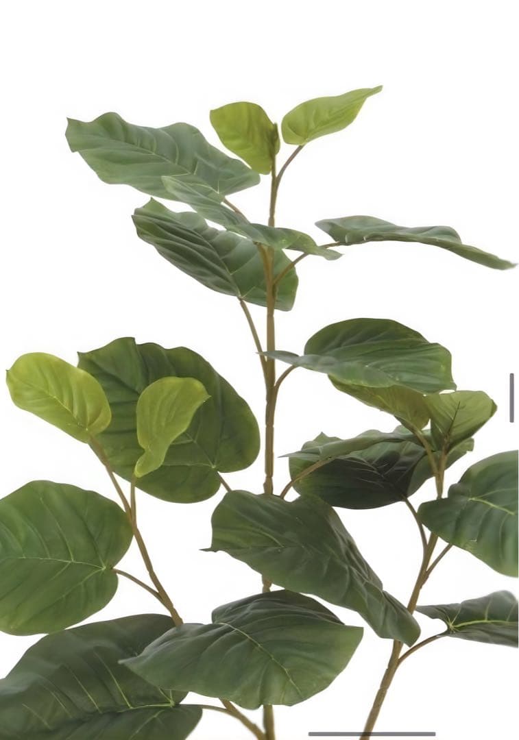 光触媒　人工観葉植物　フェイクグリーン　ウンベラータ高さ80センチ