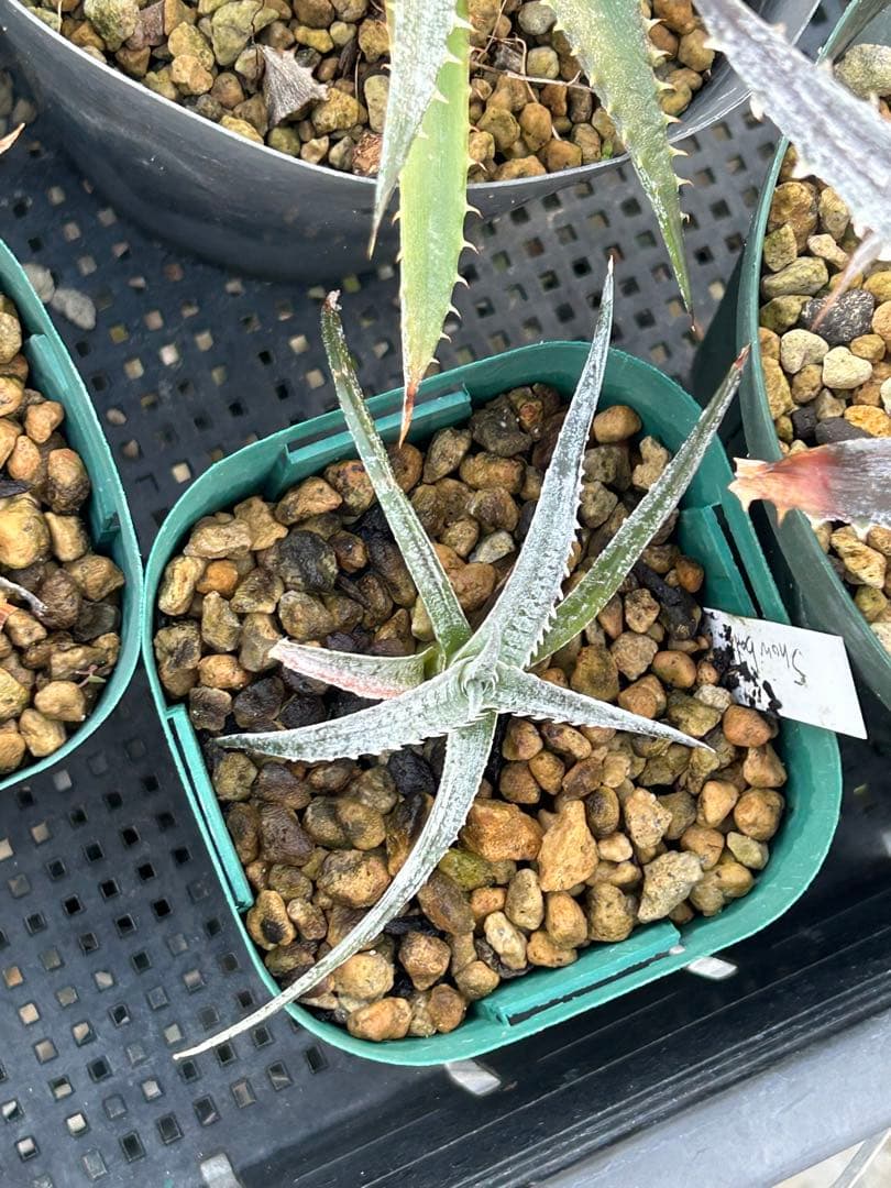 MRB ディッキア Dyckia まとめ売り MRB棚3番 10株
