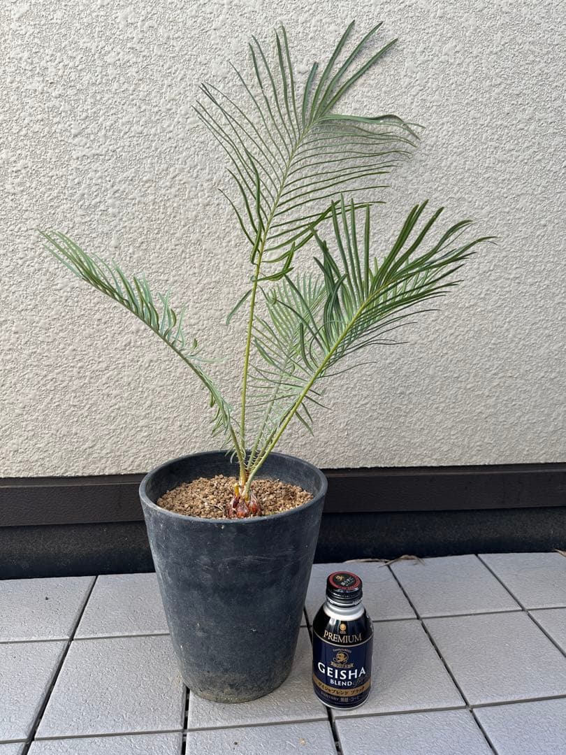 特大　サイカスカイルンシアナ　ドライガーデン　絶滅危惧種　ソテツ　シルバーリーフ