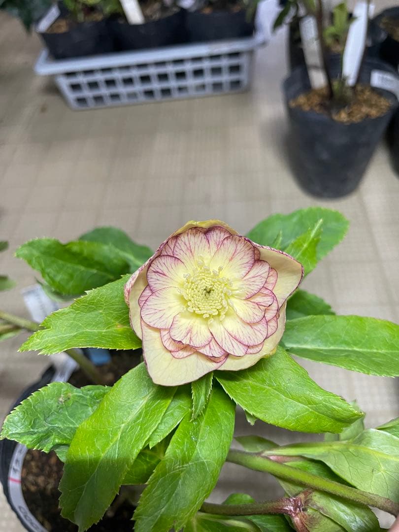 加藤農園 イエロープリマヴェーラ クリスマスローズ