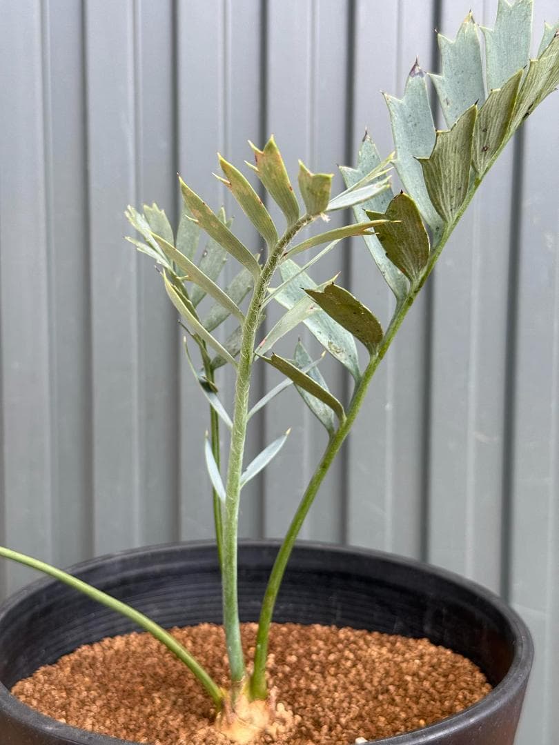 エンセファラルトス ホリダス