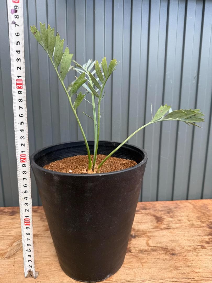 エンセファラルトス ホリダス