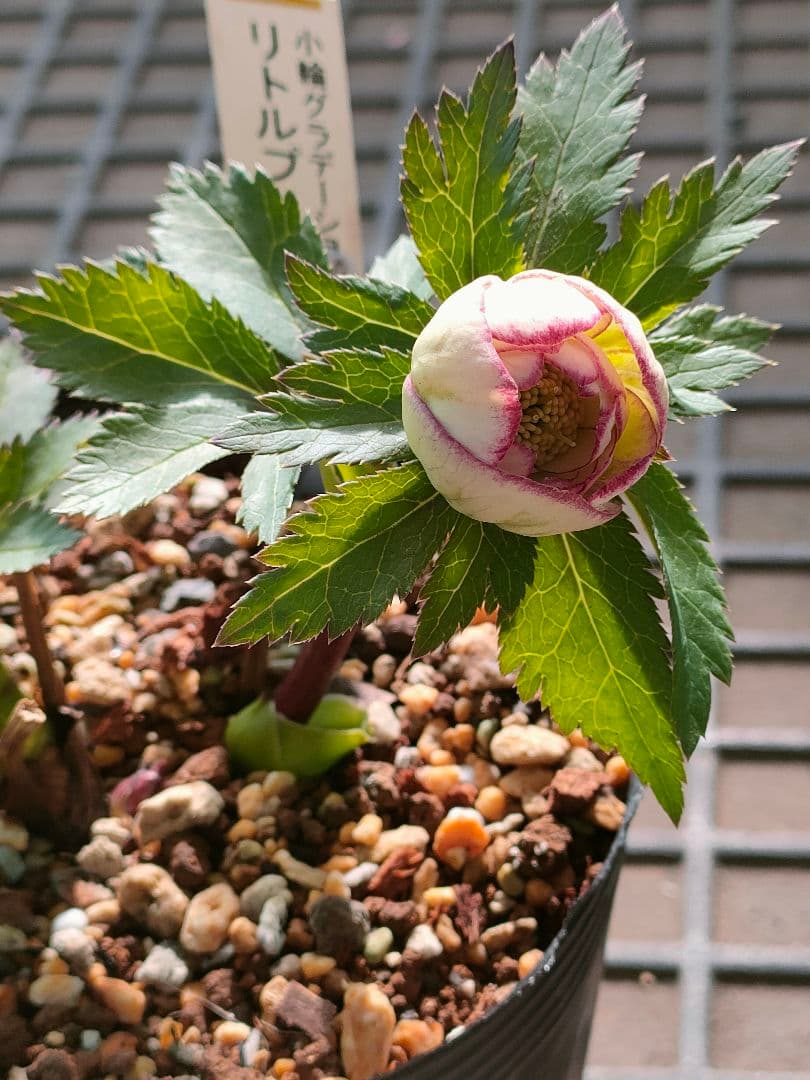 クリスマスローズ　苗