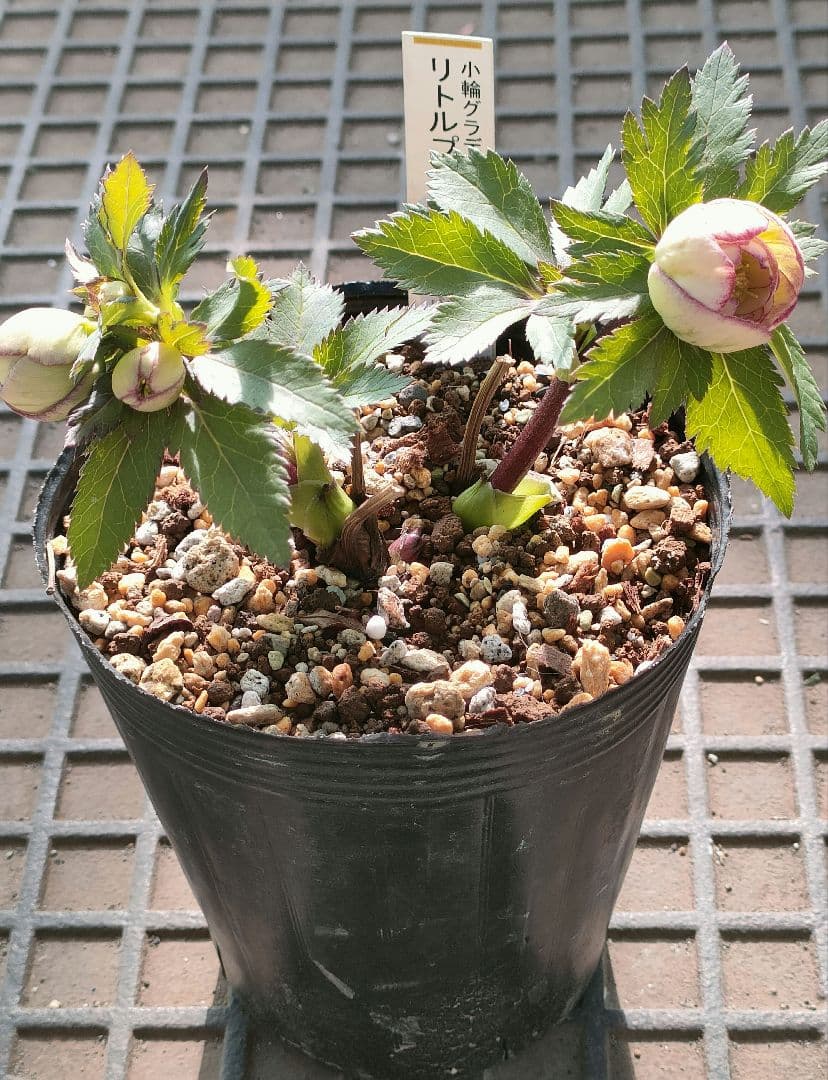 クリスマスローズ　苗